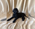 Small Goldendoodle mix (+ Poodle Standard)