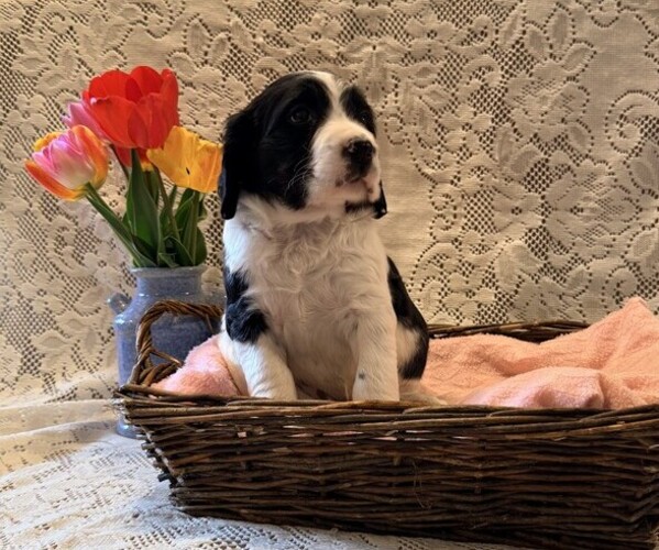 Medium Photo #4 English Springer Spaniel Puppy For Sale in OWEN, WI, USA