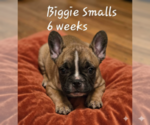 Puppy Biggie Smalls French Bulldog