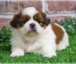 Small #5 Shih Tzu