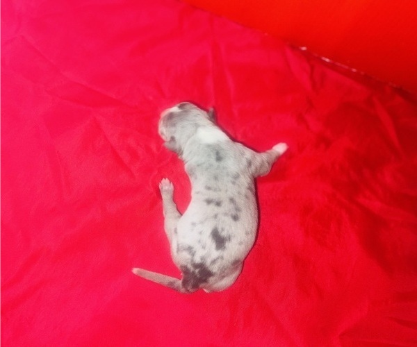 Medium Photo #4 American Bully Puppy For Sale in TRENTON, NJ, USA