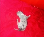 Small #3 American Bully