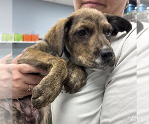 Plott Hound-Unknown Mix Dogs for adoption in Washington, DC, USA