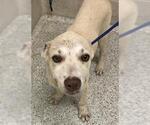 Small Labrador Retriever Mix