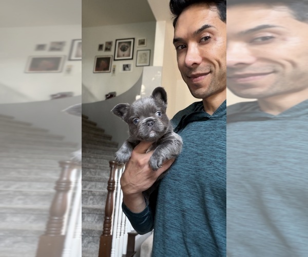 Medium Photo #2 French Bulldog Puppy For Sale in SACRAMENTO, CA, USA