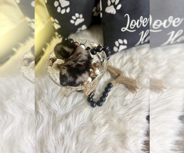 Medium Photo #4 Pomeranian Puppy For Sale in RIPLEY, MS, USA