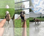 Puppy Male 4 American Pit Bull Terrier