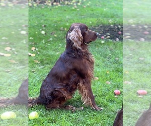 Father of the Golden Irish puppies born on 05/09/2025