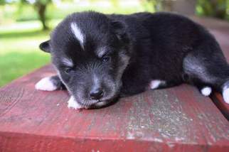 Pomsky Puppy for sale in MANKATO, MN, USA