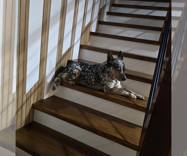 Medium Photo #1 Australian Cattle Dog Puppy For Sale in PUYALLUP, WA, USA