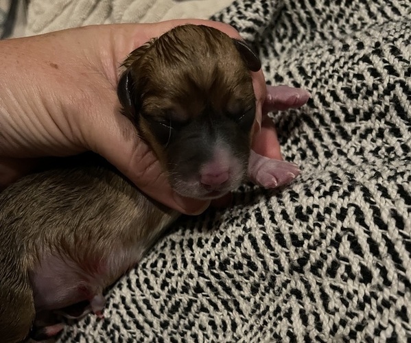 Medium Photo #1 Pembroke Welsh Corgi Puppy For Sale in COLLEGE STATION, TX, USA