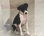BOWEN - Male Labrador Retriever-Unknown Mix Dog for Adoption - Small photo