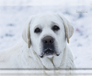 Father of the Labrador Retriever puppies born on 10/30/2022