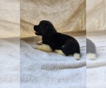 Puppy Puppy 3 Akita