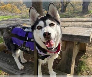 Siberian Husky Dogs for adoption in Martinez, CA, USA