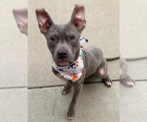 Mutt Dogs for adoption in Tulsa, OK, USA