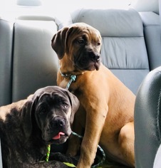 Cane Corso Puppy for sale in LONG BRANCH, NJ, USA