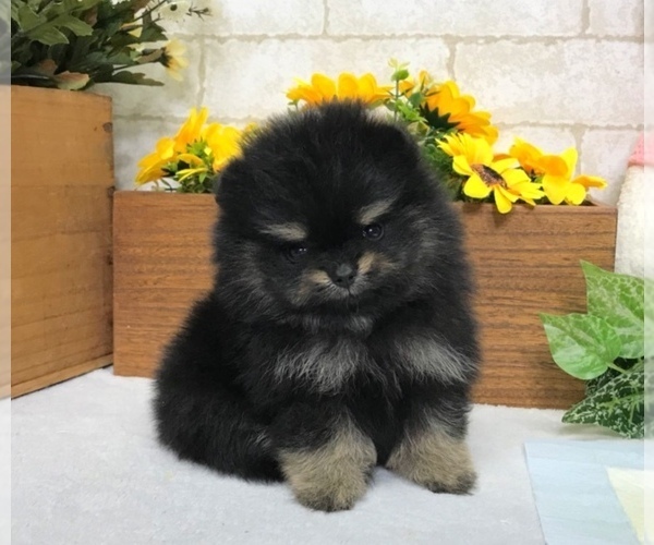 Medium Photo #1 Pomeranian Puppy For Sale in SAN FRANCISCO, CA, USA