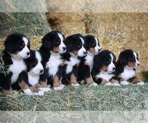 Bernese Mountain Dog Puppy for sale in PHILLIPSBURG, NJ, USA