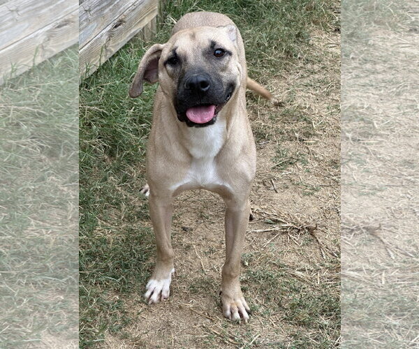 Medium Photo #4 Black Mouth Cur-Unknown Mix Puppy For Sale in Jackson, MS, USA