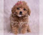 Small #2 Maltipoo (Miniature)