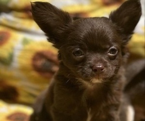Chihuahua Puppy for sale in ETOILE, TX, USA