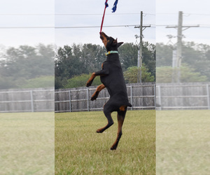 Mother of the Doberman Pinscher puppies born on 05/07/2025