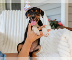 Image preview for Ad Listing. Nickname: Annabelle