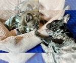 Small Photo #7 French Bulldog Puppy For Sale in PHILADELPHIA, PA, USA