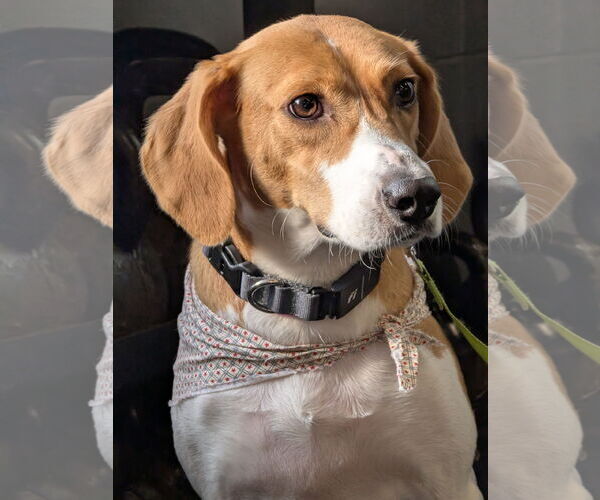 Medium Photo #1 Coonhound-Unknown Mix Puppy For Sale in Woodbury, NY, USA