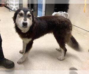 Pyrenees Husky Dogs for adoption in Riverside, CA, USA
