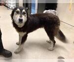 Small Pyrenees Husky