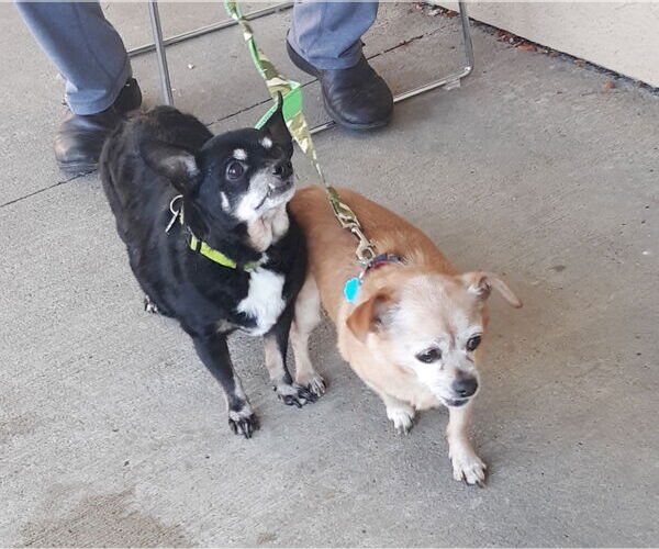 Medium Photo #1 Chihuahua-Unknown Mix Puppy For Sale in Rootstown, OH, USA