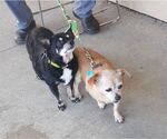 Small Chihuahua Mix