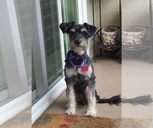 - Mix Dogs for adoption in San Diego, CA, USA