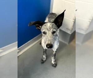 Texas Heeler-Unknown Mix Dogs for adoption in Visalia, CA, USA