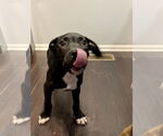 Small #10 American Staffordshire Terrier Mix