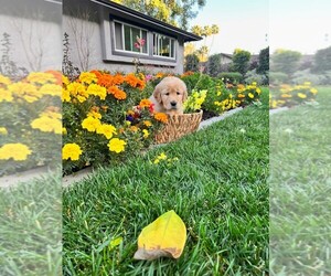 Golden Retriever Puppy for sale in LA HABRA, CA, USA