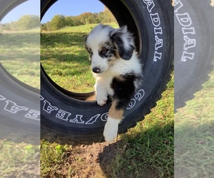 Australian Shepherd Puppy for sale in HILLSBORO, WI, USA