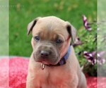 Small Photo #4 Cane Corso Puppy For Sale in MYERSTOWN, PA, USA