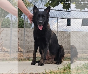 Mother of the Belgian Malinois puppies born on 06/23/2025