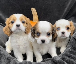 Cavapoo Puppy for sale in WEST POINT, VA, USA