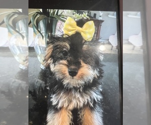 YorkiePoo Puppy for Sale in SARASOTA, Florida USA