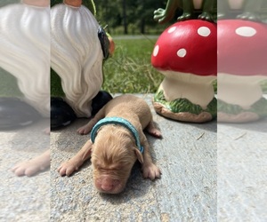 Golden Retriever Puppy for sale in NEOLA, WV, USA