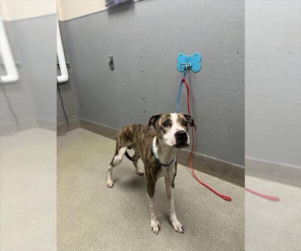 Medium Photo #1 Mutt Puppy For Sale in Las Vegas, NV, USA