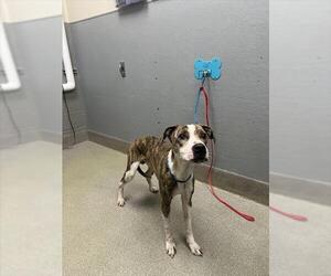 Mutt Dogs for adoption in Las Vegas, NV, USA