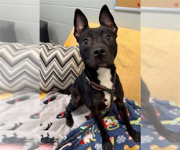 Medium Photo #1 Mutt Puppy For Sale in Peoria, IL, USA