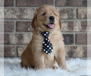 Golden Retriever Puppy for sale in GEORGETOWN, KY, USA