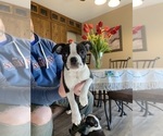 Small Photo #1 Boston Terrier Puppy For Sale in FREDONIA, KS, USA