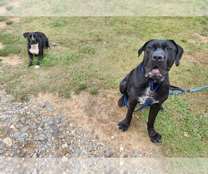 clifford - Male Mastiff Dog for Adoption - Photo #3